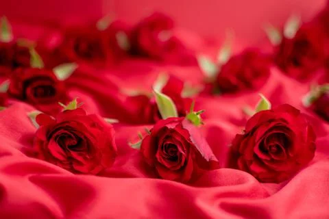 Red roses Stock Photos