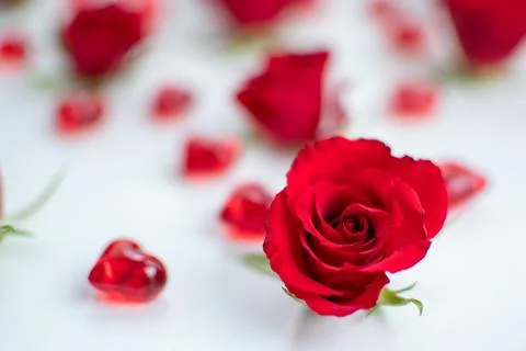 Red roses Stock Photos