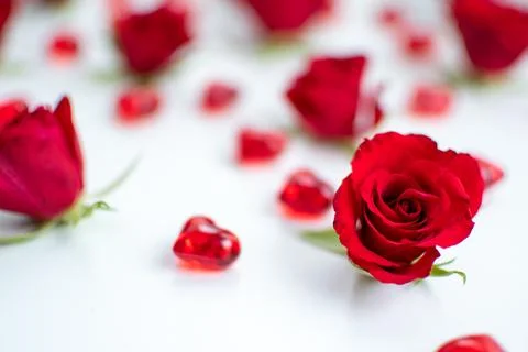 Red roses Stock Photos