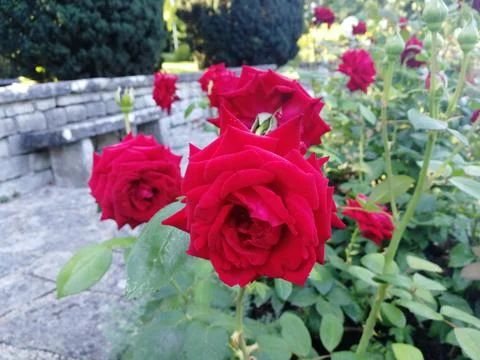 Red Roses 库存照片