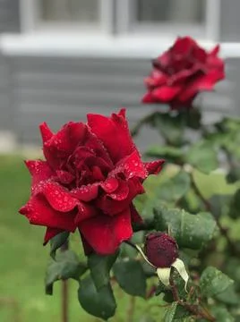 Red roses Stock Photos