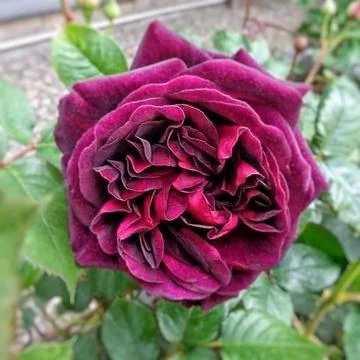 Red roses Stock Photos