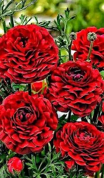 Red roses Stock Photos