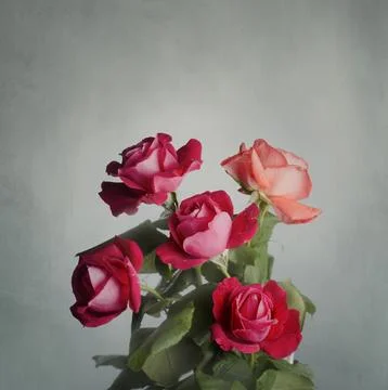 Red Roses Stock-Fotos
