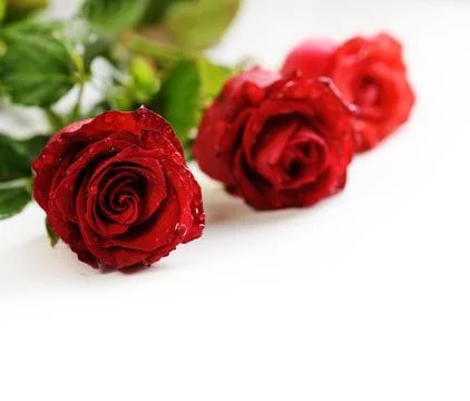 Red Roses Fotos Stock