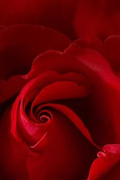 Red Roses Stock Photos