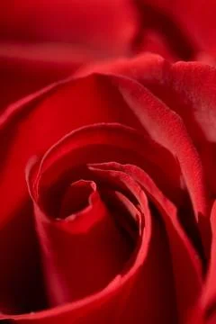 Red Roses Stock Photos