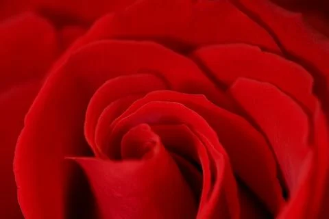Red Roses Stock Photos