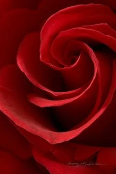 Red Roses Stock Photos