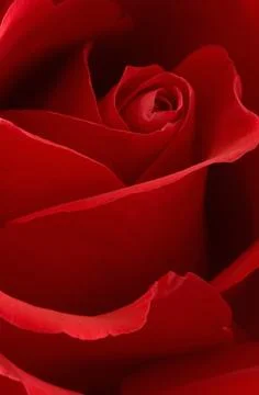 Red Roses Stock Photos