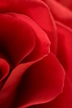 Red Roses Stock Photos
