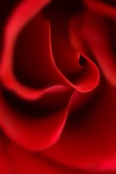 Red Roses Stock Photos