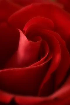 Red Roses Stock Photos
