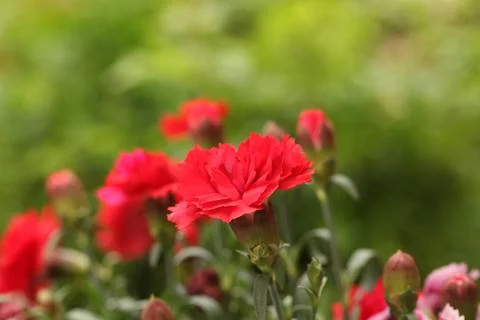 Red roses Stock Photos