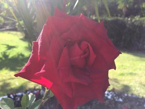 Red Roses  Stock Photos