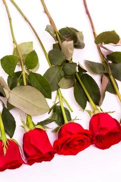 Red roses Stock Photos