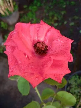 Red roses Stock Photos