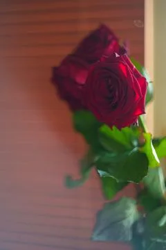 Red Roses Foto stock