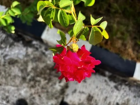 Red roses Stock Photos