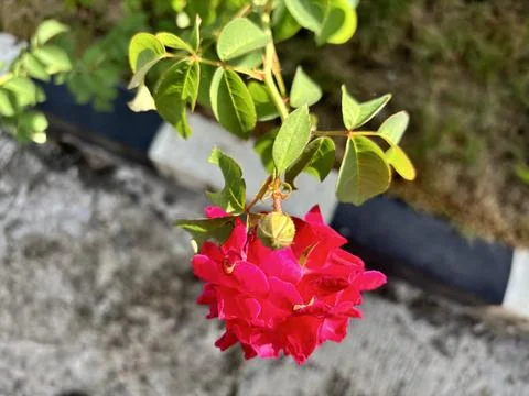 Red roses Stock Photos
