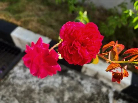 Red roses Stock Photos