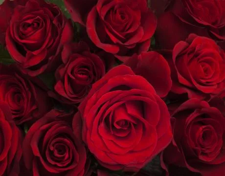 Red roses Foto stock