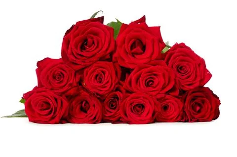 Red roses Stock Photos