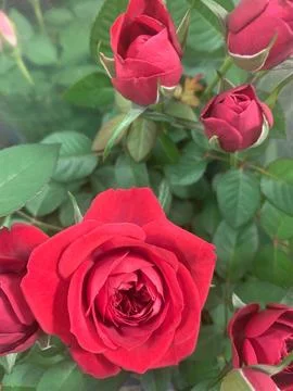 Red roses Stock Photos