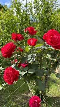 Red roses Foto stock