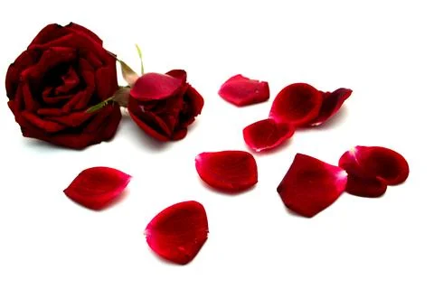 Red roses Stock Photos