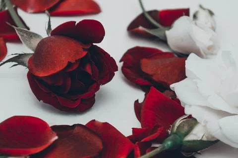 Red roses Foto stock