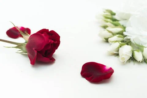 Red roses Stock Photos