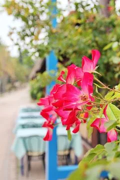 Red roses Stock Photos