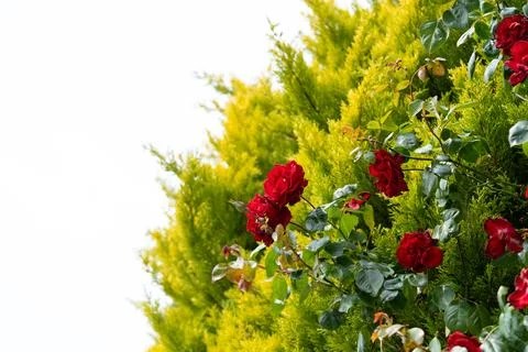 Red roses 스톡 사진
