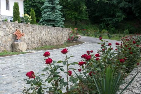 Red roses Stock Photos