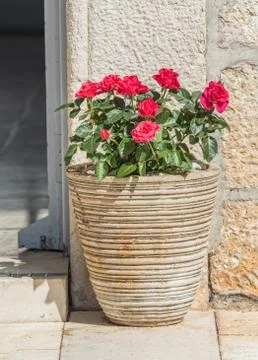 Red roses in pot Stock Photos