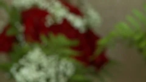 Red Roses Rack Focus 動画素材 8912712