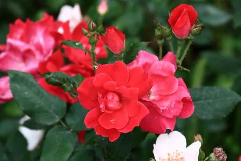 Red roses with raindrops Stock Photos