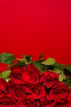 Red Roses on a red background Stock Photos