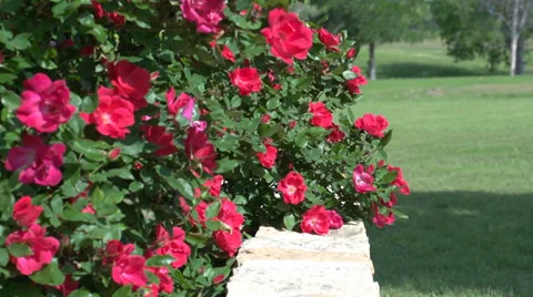 Red roses in rock planter Stock Footage 39330574
