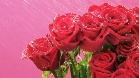 Red Roses Rotating in Heavy Rain Stock Footage 69881705