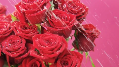 Red Roses Rotating in the Rain Stock Footage 69882736