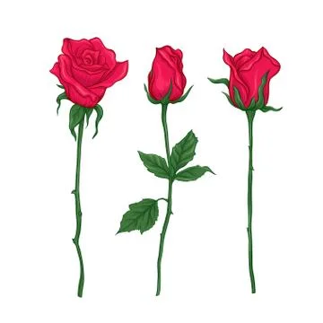 Red roses set.  Multicolor vector illustration. Element for design. Stock Illustration