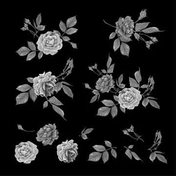 Red roses set. Vector illustration. Stock Illustration