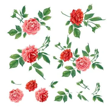 Red roses set. Vector illustration. Illustrazione stock