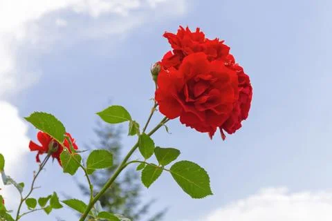 Red Roses with sky background 库存照片