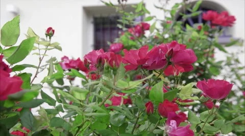 Red Roses - Slide Stock Footage 62989870