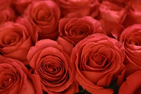 Red roses subtle background Foto stock