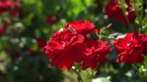 Red Roses in sunlight Vídeo Stock 197630797