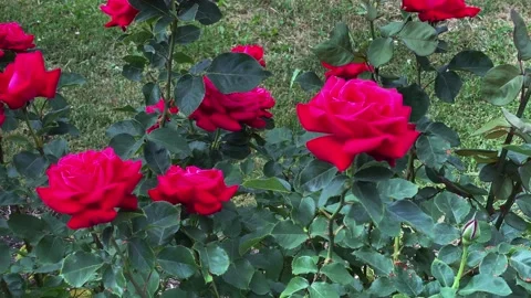 Red roses sway in the wind in the botanical garden in summer Stock Footage 221096978